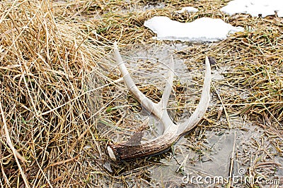 Whitetail Deer Shed Antler on Ground in Marsh Stock Photo