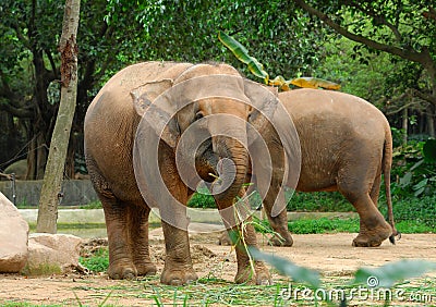 Big wild African elephant Stock Photo