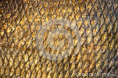 Big wild fish textured skin scales view. Stock Photo