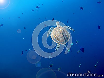 Big wild sea turtle swimming up to get air Stock Photo