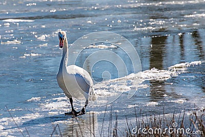 Swan walking on frozen lake Stock Photo