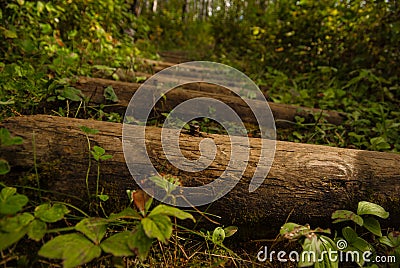 Big Wooden Timbers Used a Steps up a Forested Park& x27;s Path Stock Photo