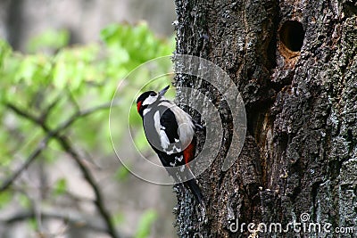 Big woodpecker - beautiful coloration Stock Photo