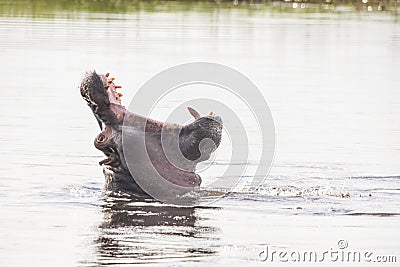 Big yawn! Stock Photo