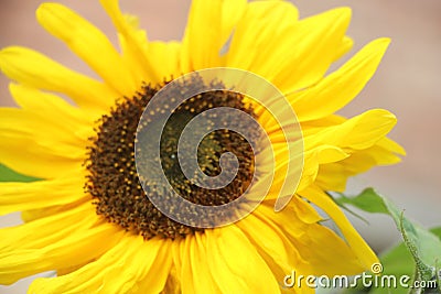 A Big yelllow bloomong Sunflower close up Stock Photo