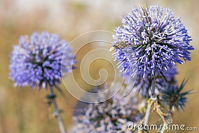 Big yellow and black striped bee is flying around a big bright purple spheric flower Stock Photo