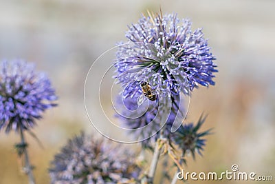 Big yellow and black striped bee is flying around a big bright purple spheric flower Stock Photo