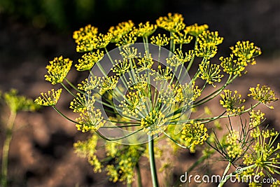 Big yellow dill flower Stock Photo