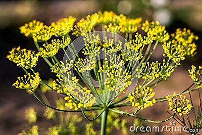 Big yellow dill flower Stock Photo