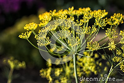 Big yellow dill flower Stock Photo