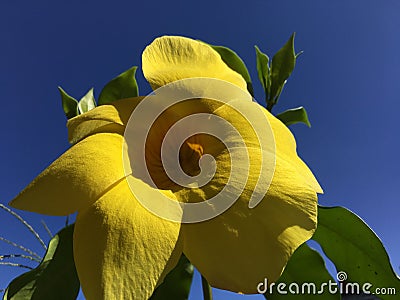 BIG Yellow flower and blue sky Stock Photo