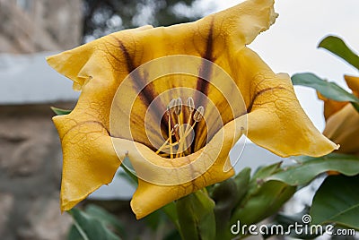 Big yellow flower with brown strips at monastery garden Stock Photo