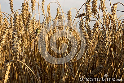 big yellow spider among ears of wheat Stock Photo
