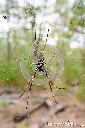 Big yellow spider in the wild on a net Stock Photo