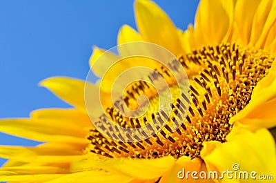 Big yellow sunflowers in the field against the blue sky. Agricultural plants closeup. Summer flowers the family Asteraceae Stock Photo