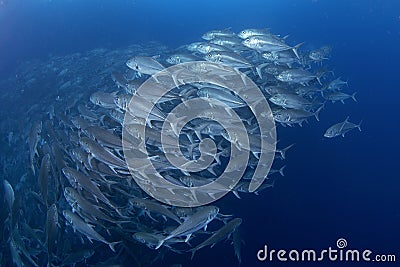 Bigeye trevally, caranx sexfasciatus, bigeye jack, great trevally Stock Photo