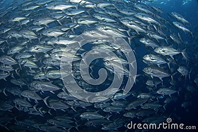 Bigeye trevally, caranx sexfasciatus, bigeye jack, great trevally Stock Photo