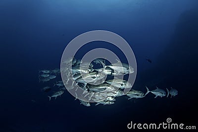 Bigeye trevally, caranx sexfasciatus, bigeye jack, great trevally Stock Photo