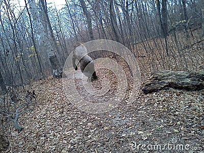 Bigfoot Sasquatch, Nature, Woods, Captured on Camera Stock Photo