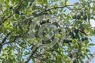 HARVEST AVOCADO TREE Stock Photo