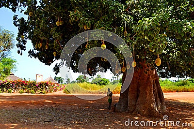 Biggest baobab tree in Senegal Editorial Stock Photo