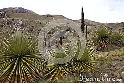 Biggest bromelie, Puya raimondii, Huascaran, Peru Stock Photo