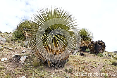 Biggest bromelie, Puya raimondii, Huascaran, Peru Stock Photo