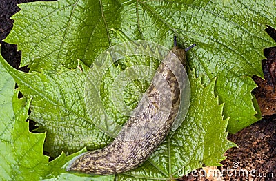 Biggest slug creeps along the green leaf of the leafs Stock Photo