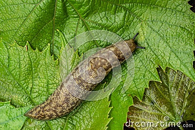 Biggest slug creeps along with the green leaf Stock Photo