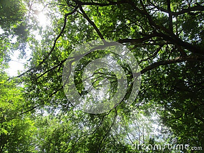 Biggest widely branched tree in forest Stock Photo