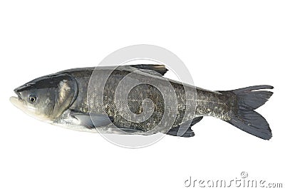 Bighead carp Stock Photo