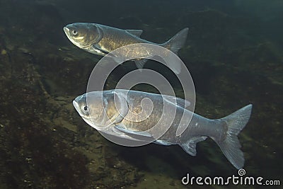 Bighead Carp Arisichthys nobilis underwater Stock Photo