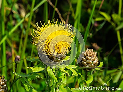 Bighead knapweed, lemon fluff or Centaurea macrocephala blossom close-up, selective focus, shallow DOF Stock Photo