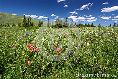 Bighorn National Forest Wildflowers Stock Photo