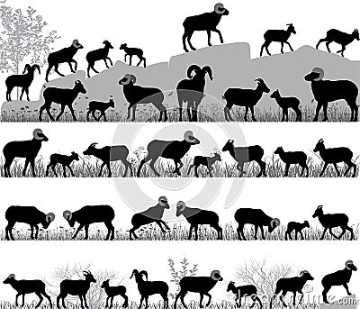 Bighorn sheep Vector Illustration