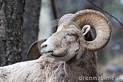 Bighorn Sheep Stock Photo