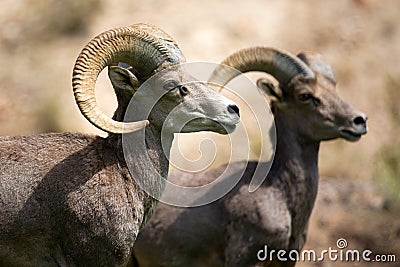 Bighorn Sheep Stock Photo