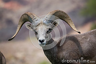 Bighorn Sheep Stock Photo