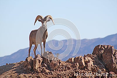 Bighorn Sheep Stock Photo