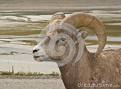 Bighorn Sheep #3 Stock Photo