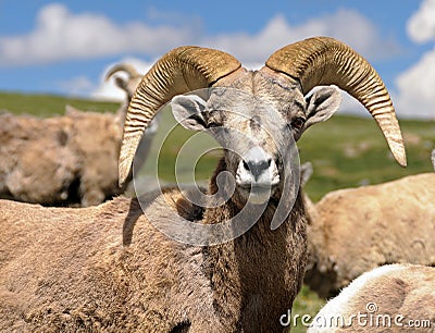 Bighorn Sheep Stock Photo