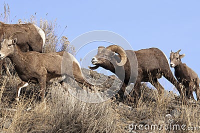 Herd Of Bighorn Sheep Stock Photo