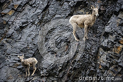 Bighorn Sheep Mother and calf Stock Photo