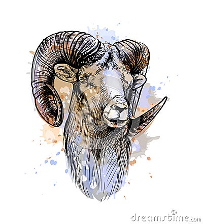 Bighorn Sheep, mountain sheep from a splash of watercolor Vector Illustration