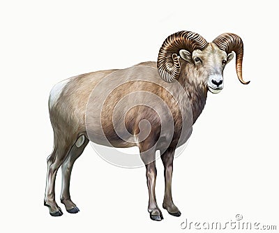 The bighorn sheep Ovis canadensis Cartoon Illustration