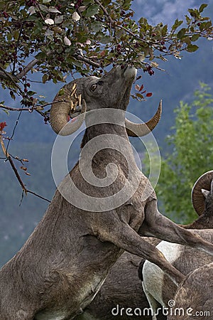 Bighorn sheep reaching higher to eat landscaping Stock Photo