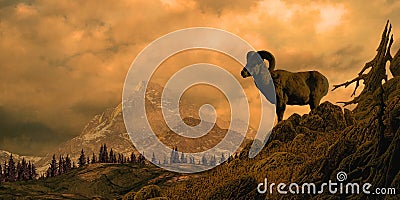 Bighorn Sheep In The Rocky Mountains Stock Photo