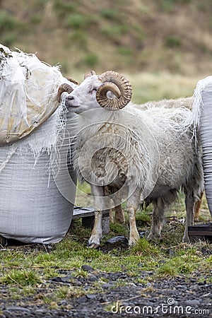 Bighorn sheep stand between large farm bags Stock Photo