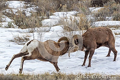 Bighorn Sheep Stock Photo