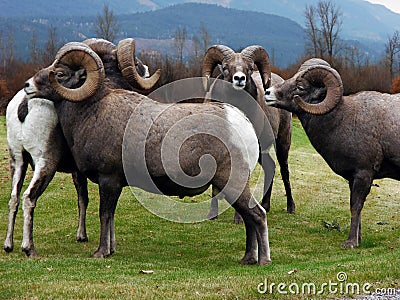 Bighorn Square Dance Stock Photo